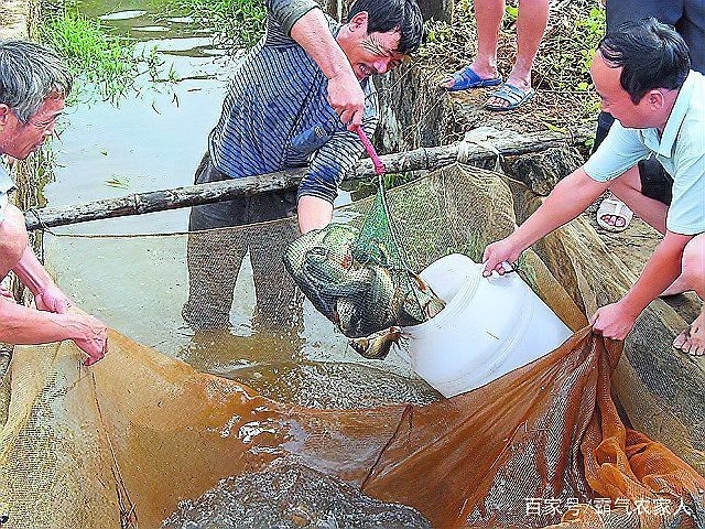死水塘養魚最忌三種魚