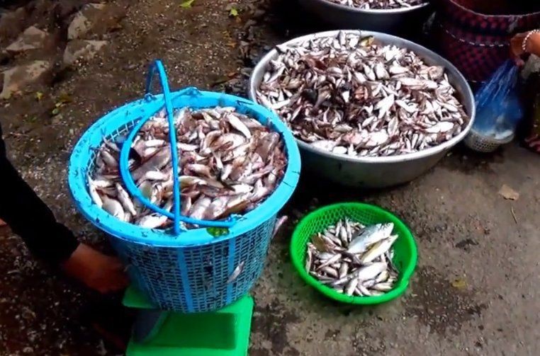 附近收魚電話100米內(nèi) 附近收魚電話100米內(nèi) 龍魚論壇 第4張