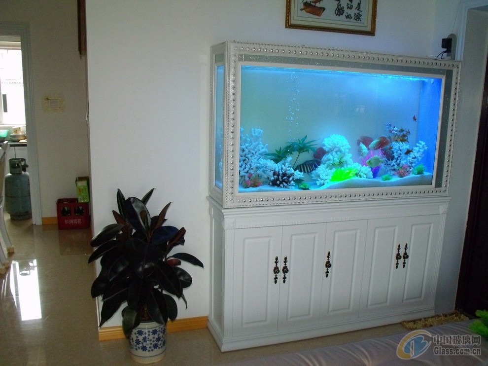 高背金龍魚壽命多長時間（如何判斷高背金龍魚健康狀況）