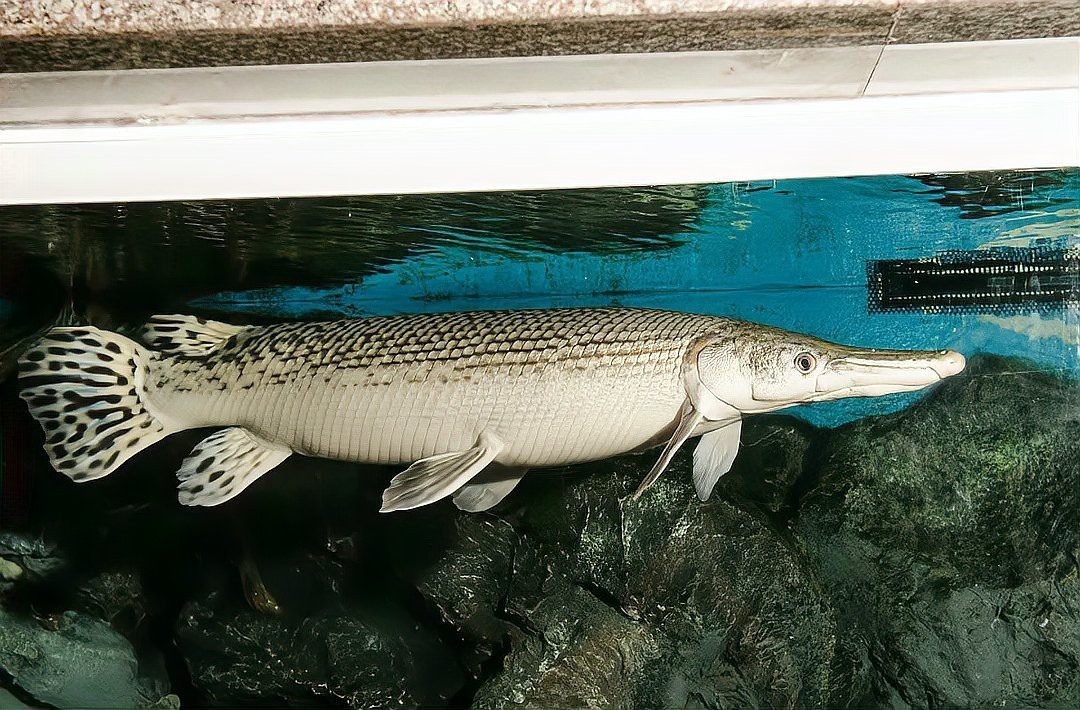 鱷雀鱔變白會自愈嗎 鱷雀鱔變白會自愈嗎 龍魚論壇 第2張