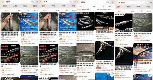 鱷雀鱔變白會自愈嗎 鱷雀鱔變白會自愈嗎 龍魚論壇 第3張
