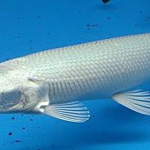 鱷雀鱔變白會自愈嗎 鱷雀鱔變白會自愈嗎 龍魚論壇 第1張