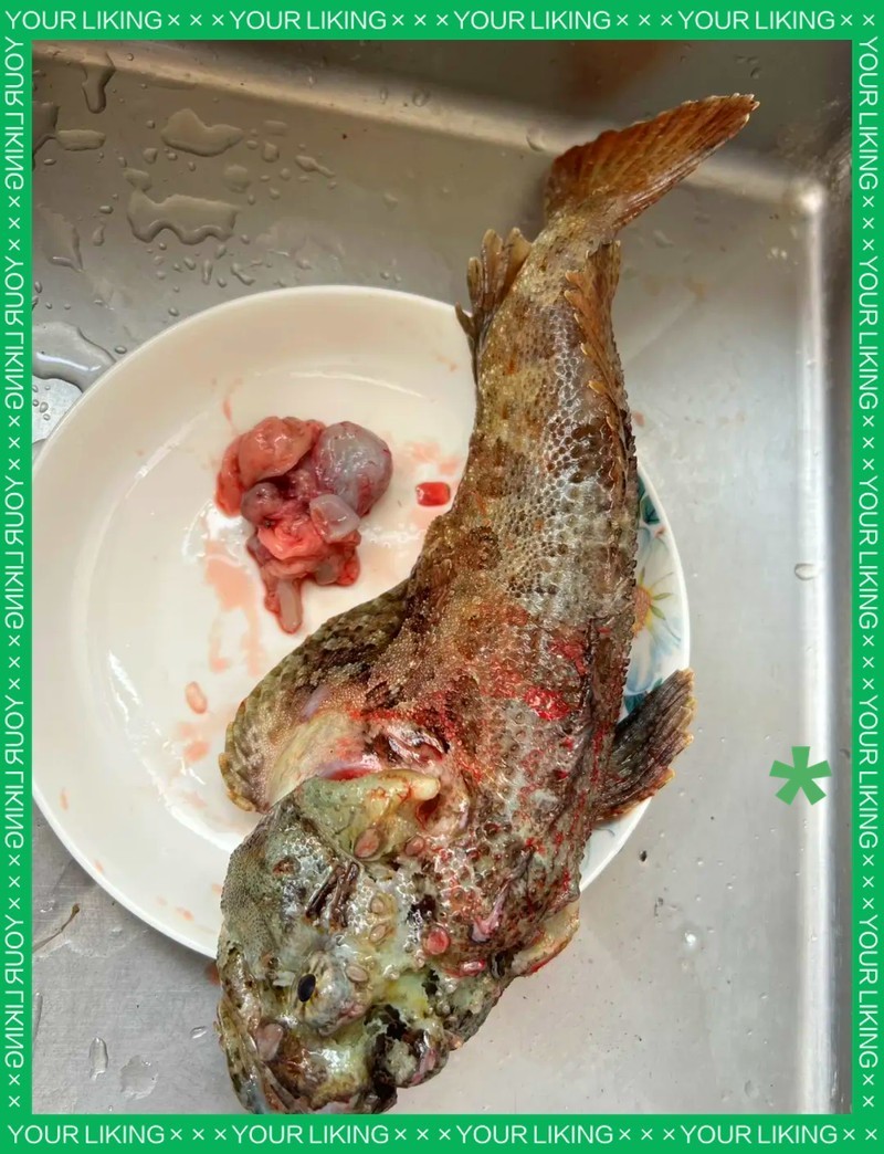 魚背白色腐爛的具體病因需要通過觀察和分析癥狀來進行檢查，如何判斷魚背白色腐爛？