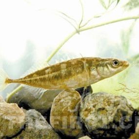 福建虎魚