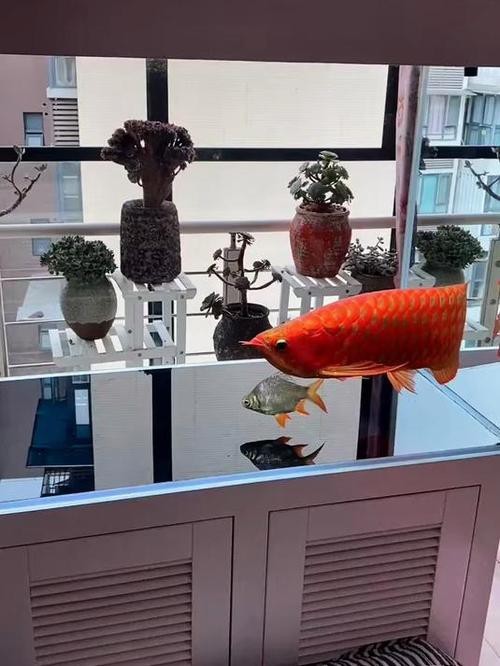 如何預防紅龍魚再次感染白點病？