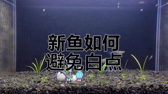 如何預防紅龍魚再次感染白點??？