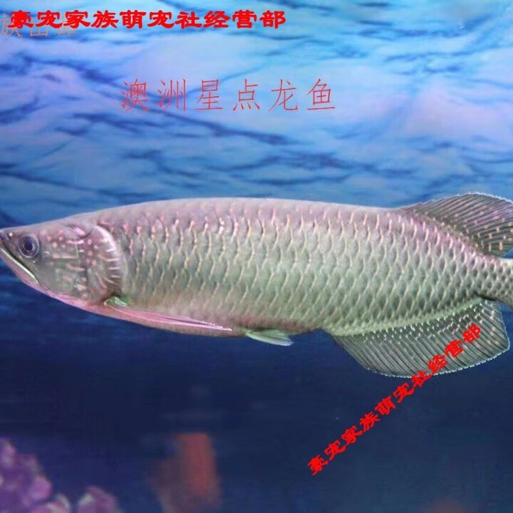 澳洲星點龍魚的市場價格如何 澳洲星點龍魚的市場價格如何 龍魚論壇 第5張