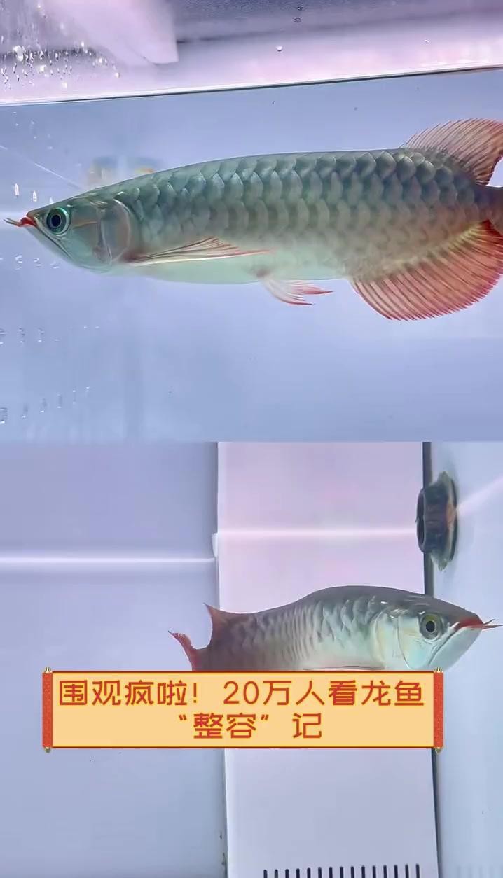 紅龍魚掉眼手術后如何護理？ 紅龍魚掉眼手術后如何護理？ 龍魚百科 第4張