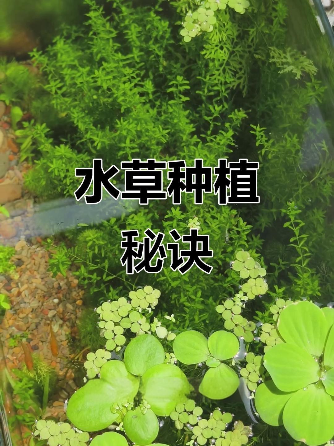 龍魚缸水草的最佳種植方法