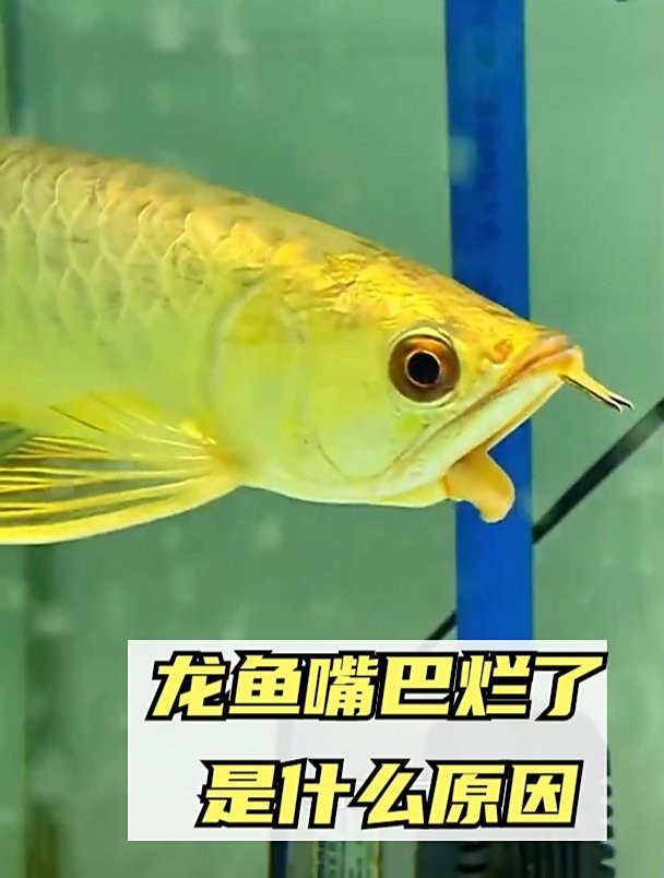 銀龍魚嘴巴前面爛掉了