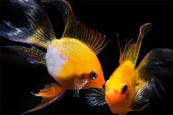 銀龍魚嘴巴前面爛掉了