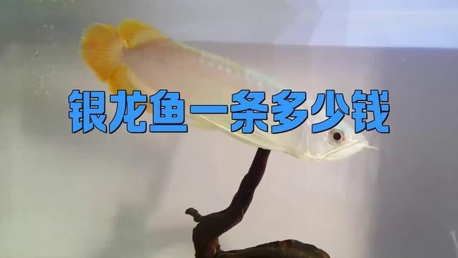 銀龍魚的市場價格有波動嗎？