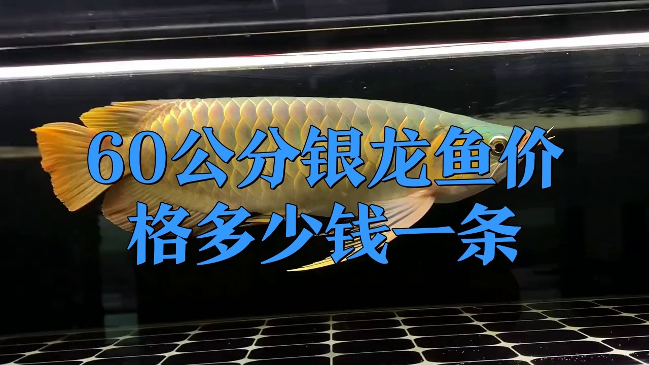 銀龍魚的市場價格有波動嗎？