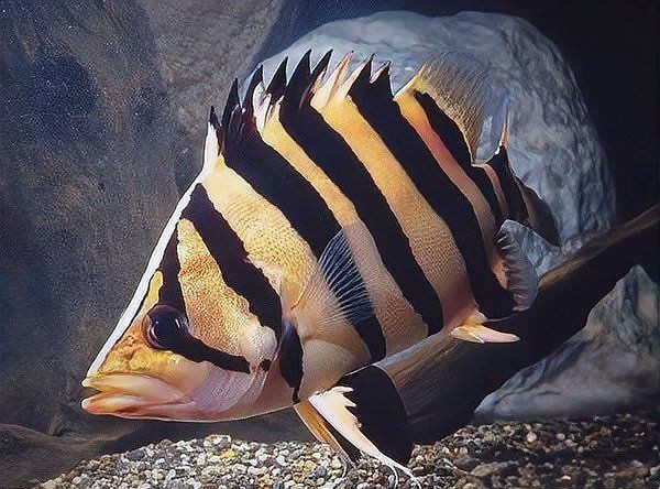 虎魚為什么怕十間魚