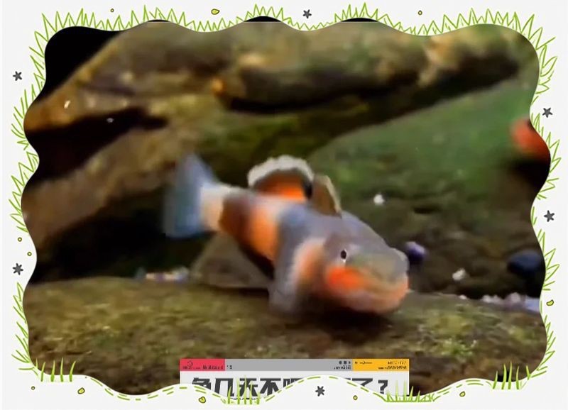 魟魚幾天不喂會餓死 魟魚幾天不喂會餓死 龍魚論壇 第6張
