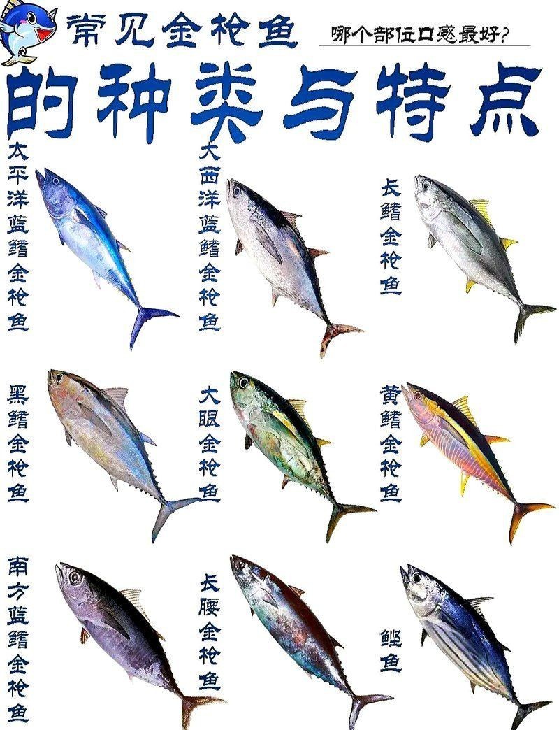 鰹魚和金槍魚的區別 龍魚論壇 第4張 鰹魚和金槍魚的區別 鰹魚和金槍魚的區別 龍魚論壇 第4張
