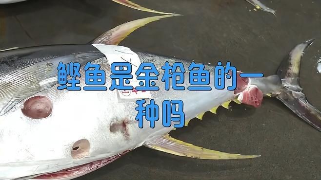 鰹魚和金槍魚的區別 龍魚論壇 第3張 鰹魚和金槍魚的區別 鰹魚和金槍魚的區別 龍魚論壇 第3張