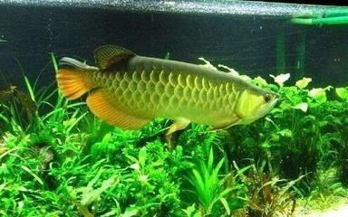 重慶市渝中區(qū)世紀水族行（重慶市渝中區(qū)世紀水族行政區(qū)劃）