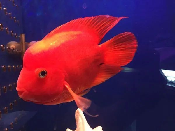 紅老虎魚怎么變紅 紅老虎魚怎么變紅 龍魚論壇 第5張