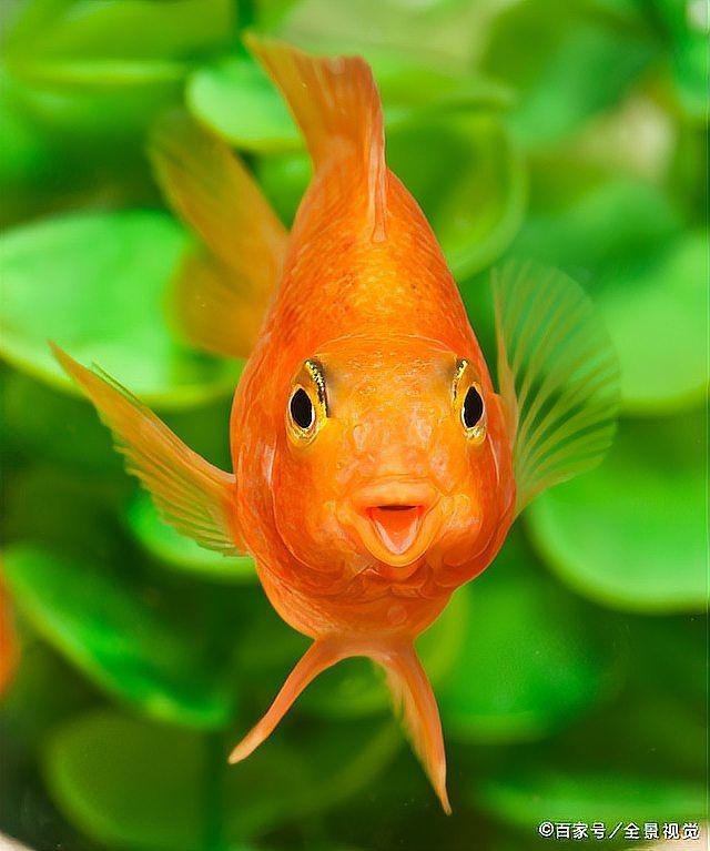紅老虎魚怎么變紅 紅老虎魚怎么變紅 龍魚論壇 第7張