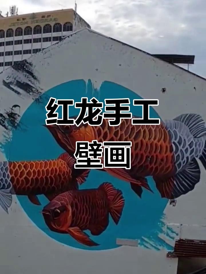 紅龍頭像有哪些搭配建議 紅龍頭像有哪些搭配建議 龍魚百科 第12張