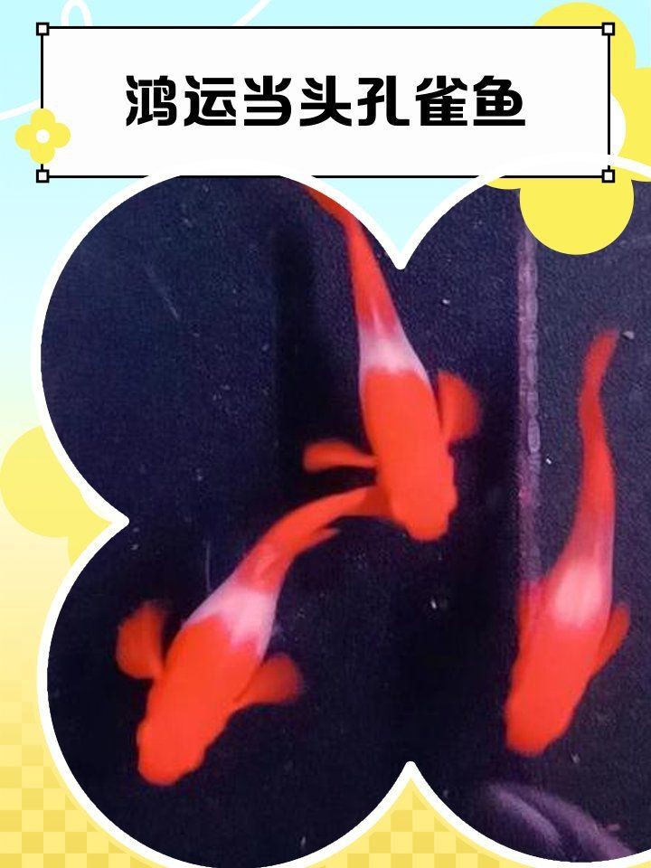 觀賞魚紅運頭魚是不是孔雀魚？