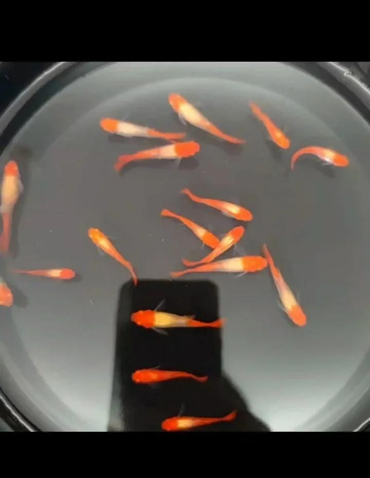 觀賞魚紅運頭魚是不是孔雀魚？