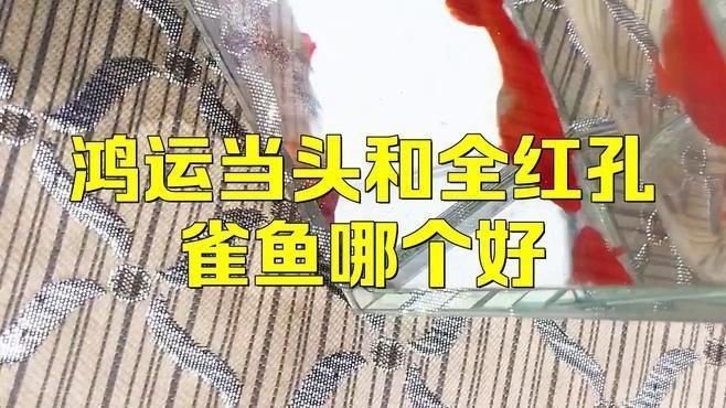 觀賞魚紅運頭魚是不是孔雀魚？