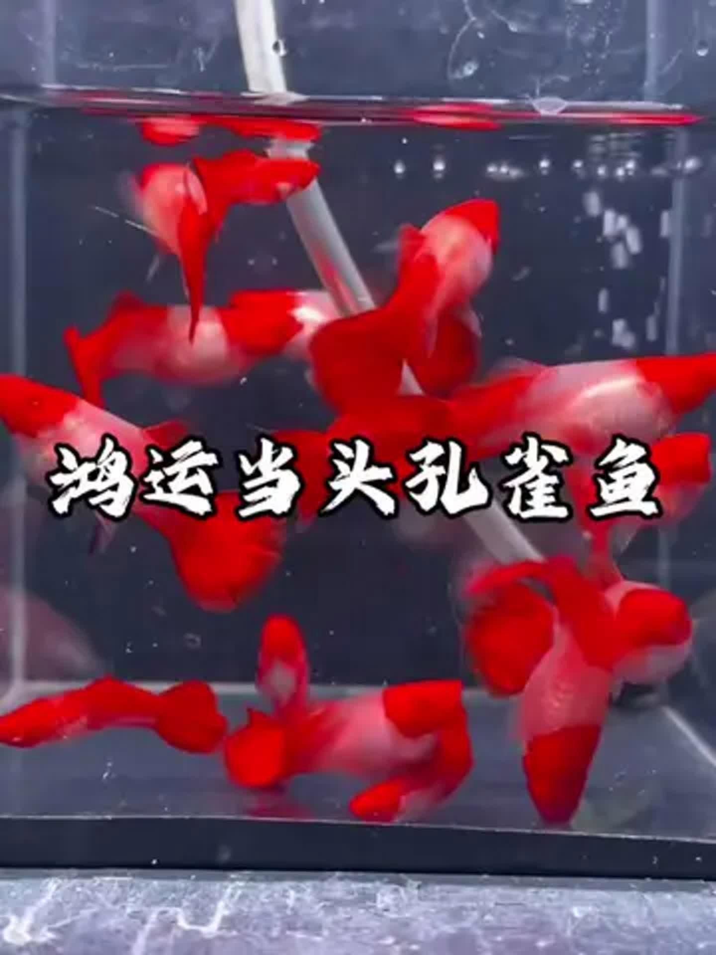 觀賞魚紅運頭魚是不是孔雀魚？