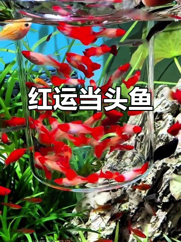 觀賞魚紅運頭魚是不是孔雀魚？