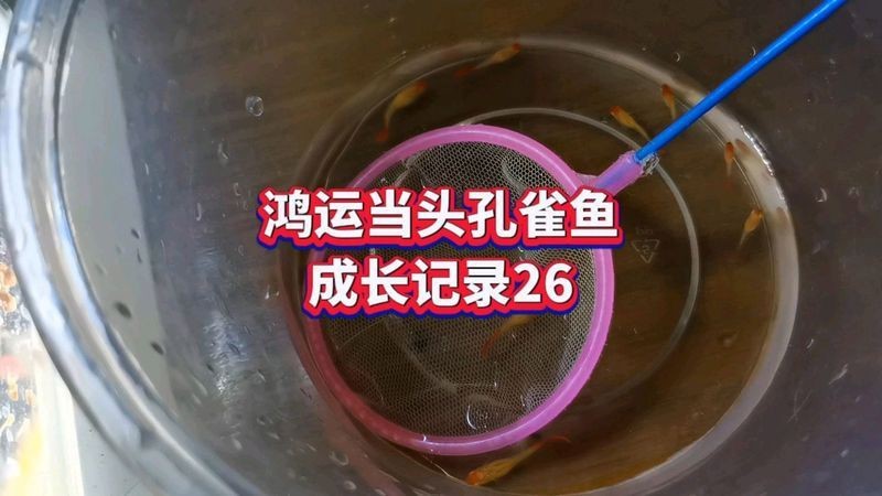觀賞魚紅運頭魚是不是孔雀魚？