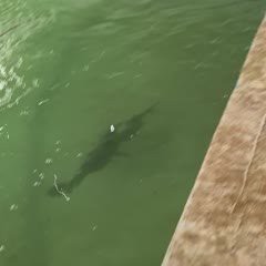 撒旦鴨嘴魚多少錢一條