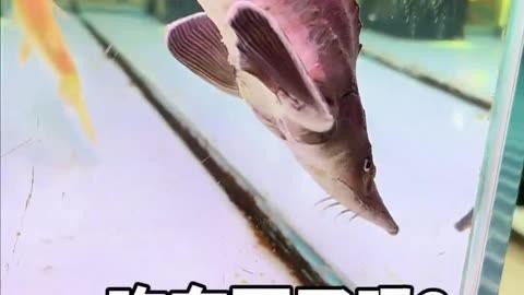 魯偉學(xué)長(zhǎng)養(yǎng)魚(yú)視頻200集