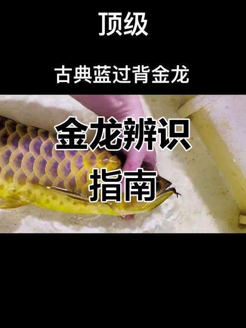 給我一張過背金龍和金龍的區別圖