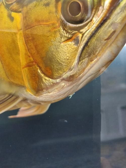 龍魚掉眼手術教程圖片大全 龍魚掉眼手術教程圖片大全 龍魚百科 第13張