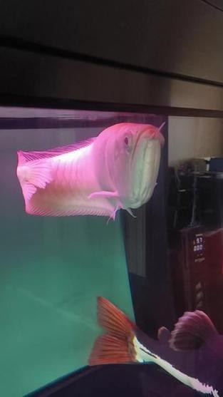 龍魚掉眼手術教程圖片大全 龍魚掉眼手術教程圖片大全 龍魚百科 第22張