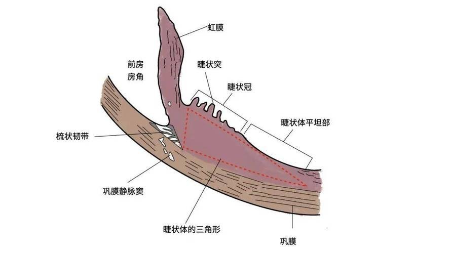 龍魚掉眼手術教程圖片大全 龍魚掉眼手術教程圖片大全 龍魚百科 第38張