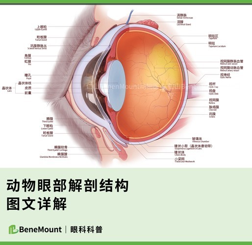 龍魚掉眼手術教程圖片大全 龍魚掉眼手術教程圖片大全 龍魚百科 第39張