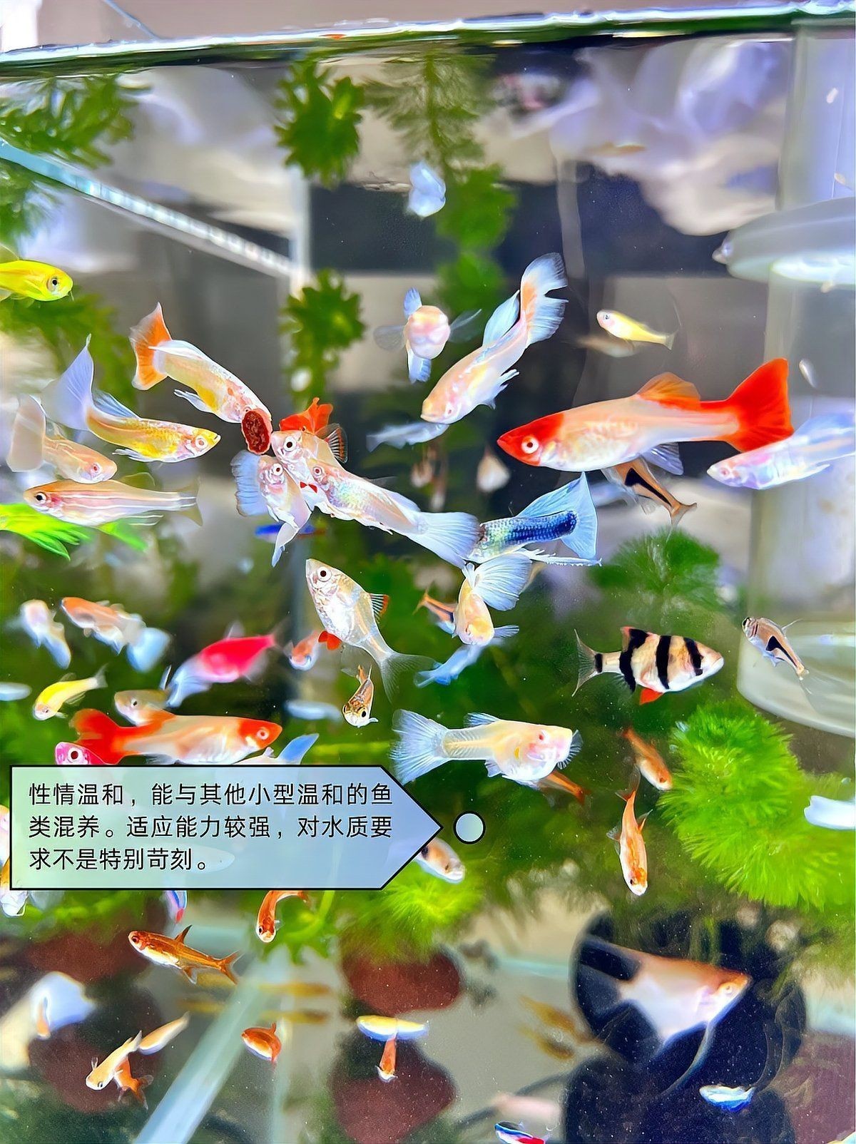 觀賞魚小型魚