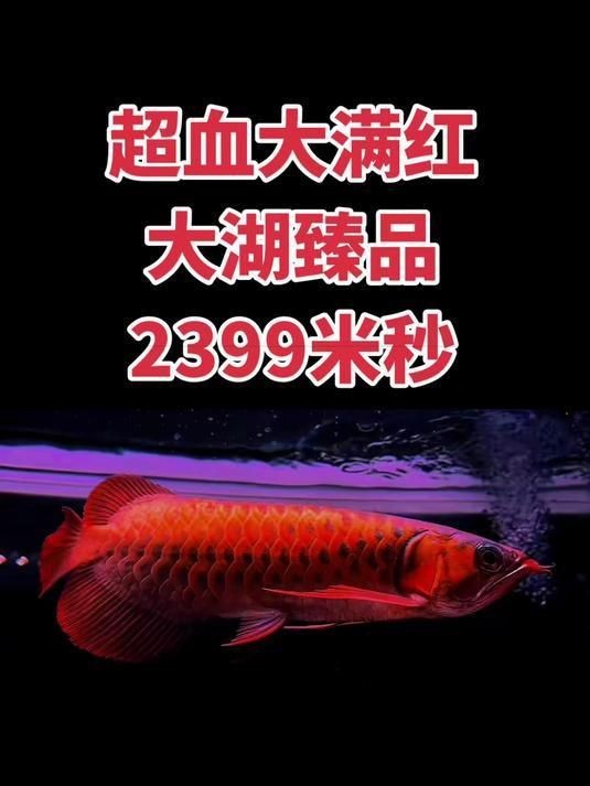 紅龍賽級屬于什么檔次