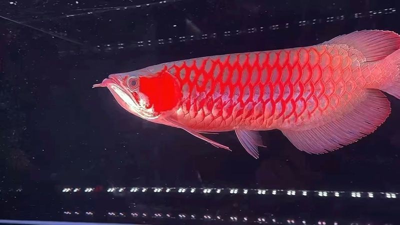紅龍賽級(jí)屬于什么檔次