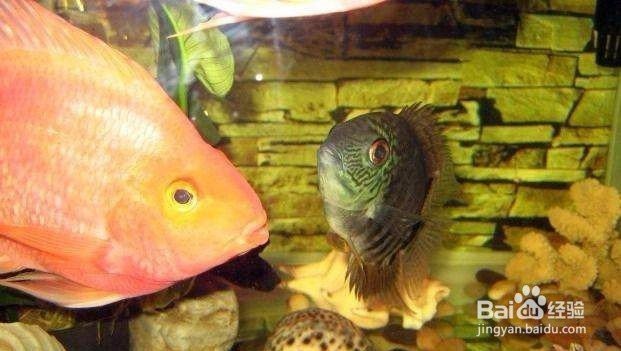 帝王菠蘿魚公母怎么區(qū)分