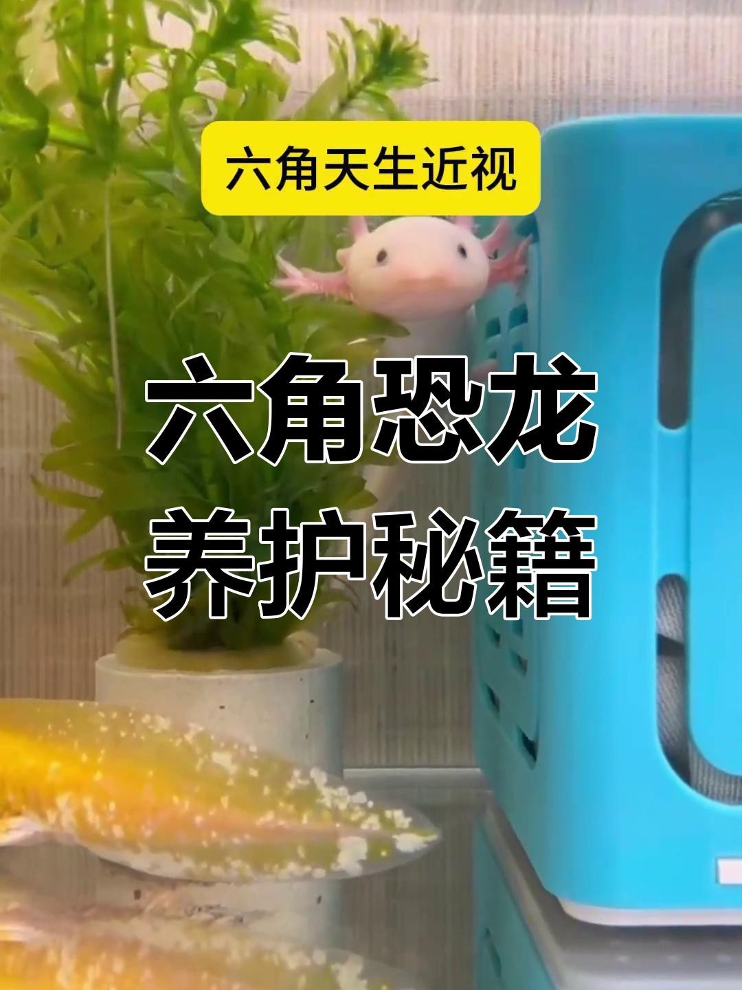 如何科學飼養六角恐龍？ 如何科學飼養六角恐龍？ 龍魚論壇 第4張