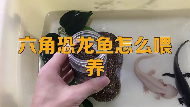 如何科學飼養六角恐龍？ 如何科學飼養六角恐龍？ 龍魚論壇 第6張