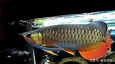 什么叫做過背金龍魚的魚苗