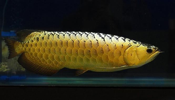 什么叫做過背金龍魚的魚苗