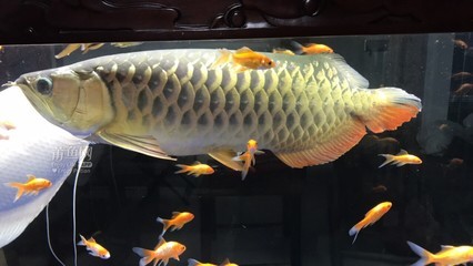 廣州市番禺區(qū)橋南街越美水族工藝廠（廣州市番禺區(qū)橋南街越美水族工藝廠招聘）