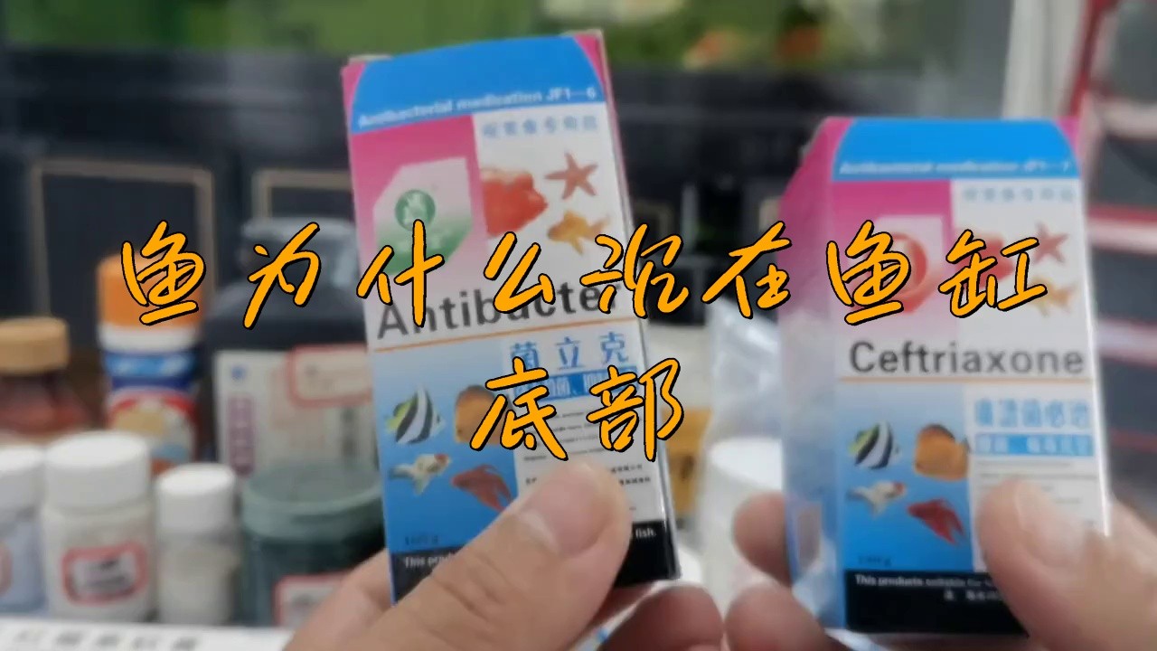 龍魚下沉缸底原因