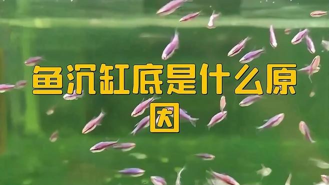 龍魚下沉缸底原因