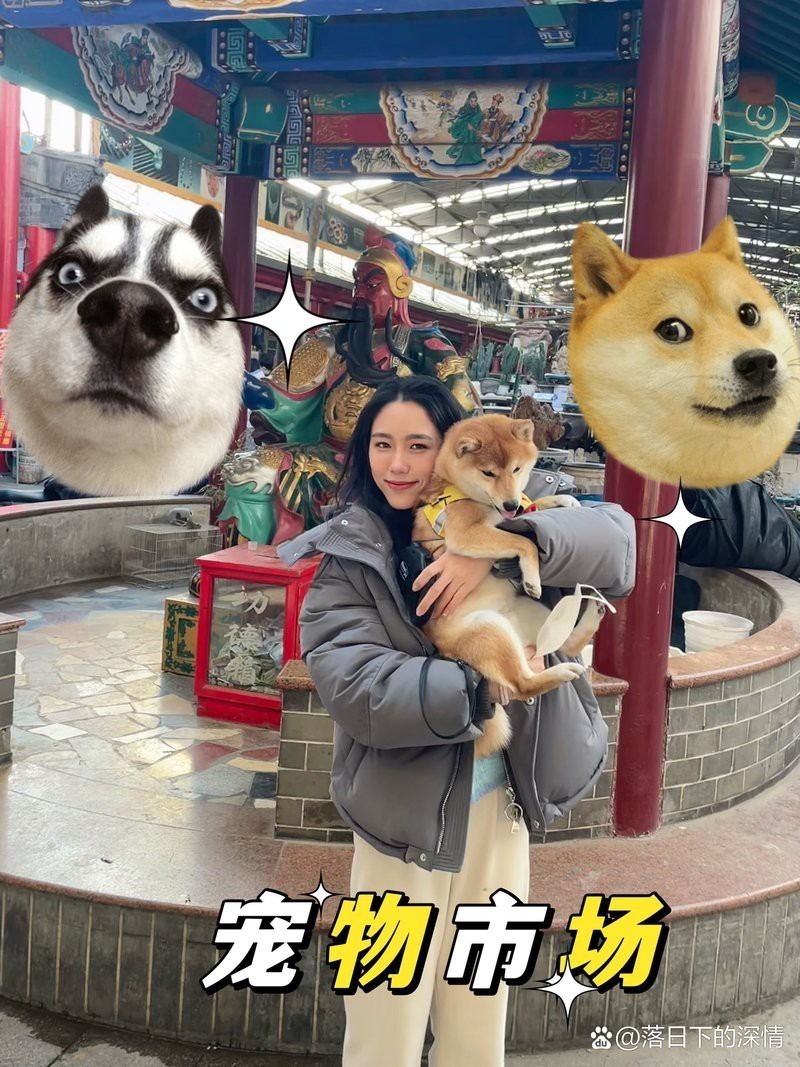北京賣雷龍魚的地方